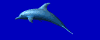 dolphin_wtr3.gif (6925 bytes)